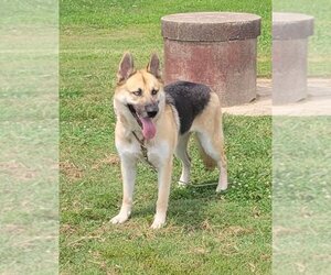 German Shepherd Dog-Huskies  Mix Dogs for adoption in Earl, NC, USA