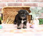 Small #9 Schnauzer (Miniature)