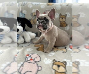 French Bulldog Puppy for sale in HAVERHILL, MA, USA