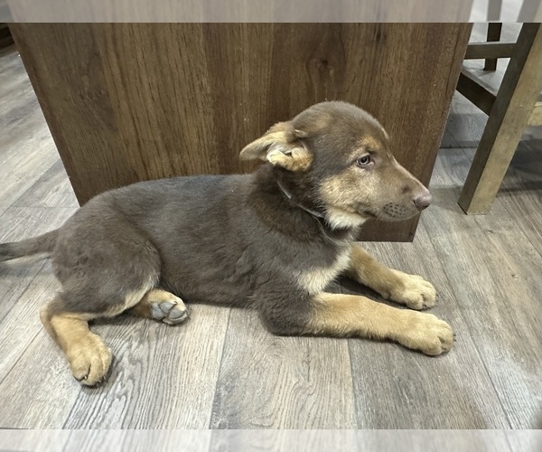 Medium Photo #12 German Shepherd Dog Puppy For Sale in OSAGE CITY, KS, USA