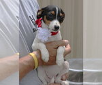 Small #2 Rat Terrier