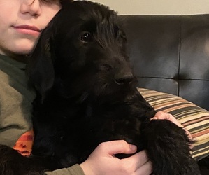 Labradoodle Dog for Adoption in COLCHESTER, Connecticut USA