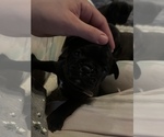 Small #2 Frenchie Pug