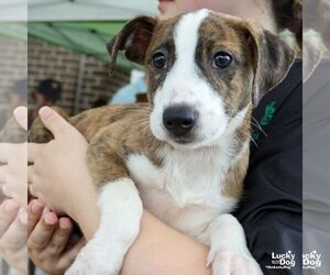 Mutt Dogs for adoption in Washington, DC, USA