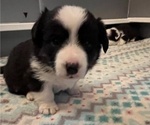 Puppy White Cardigan Welsh Corgi