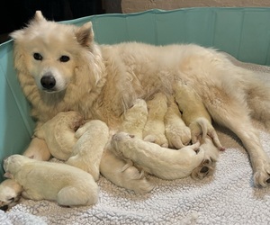 Samoyed Litter for sale in STATEN ISLAND, NY, USA