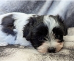 Image preview for Ad Listing. Nickname: BUBBLES