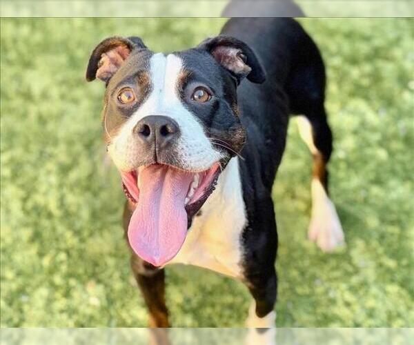 Medium Photo #2 Bullboxer Pit Puppy For Sale in Moreno Valley, CA, USA
