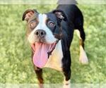 Small #1 Bullboxer Pit