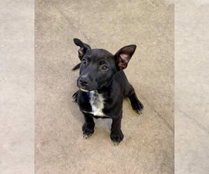 Mutt Dogs for adoption in Oakhurst, NJ, USA