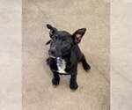 Small Mutt
