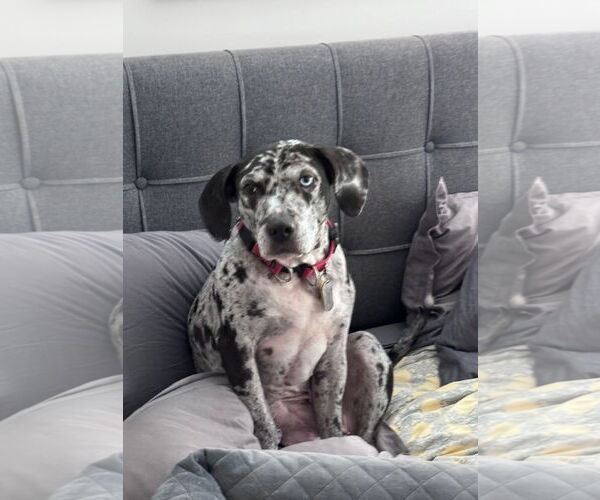 Medium Photo #2 Black and Tan Coonhound-Catahoula Leopard Dog Mix Puppy For Sale in Atlanta, GA, USA