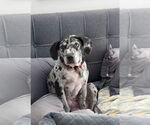 Small #1 Black and Tan Coonhound-Catahoula Leopard Dog Mix