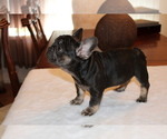 Puppy Babetta French Bulldog