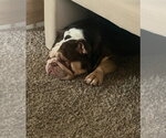 Small #2 Bulldog