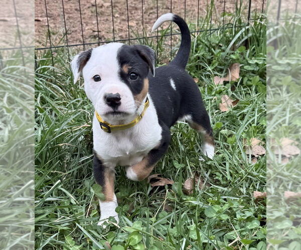 Medium Photo #2 Australian Shepherd-Unknown Mix Puppy For Sale in OKLAHOMA CITY, OK, USA