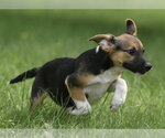 Small #5 Mutt