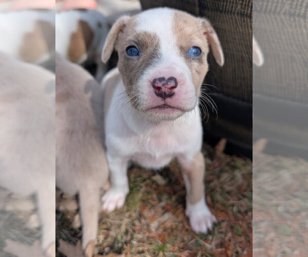 Medium Photo #5 Mutt Puppy For Sale in Brooklyn Center, MN, USA
