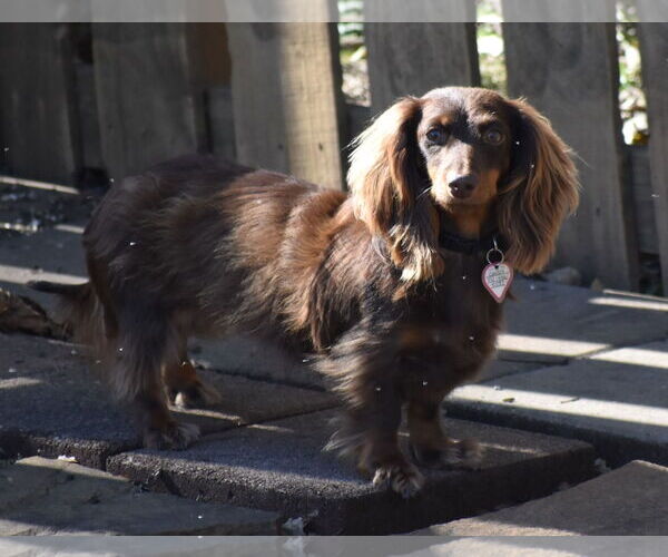 Medium Photo #18 Dachshund Puppy For Sale in Shelbyville, TN, USA