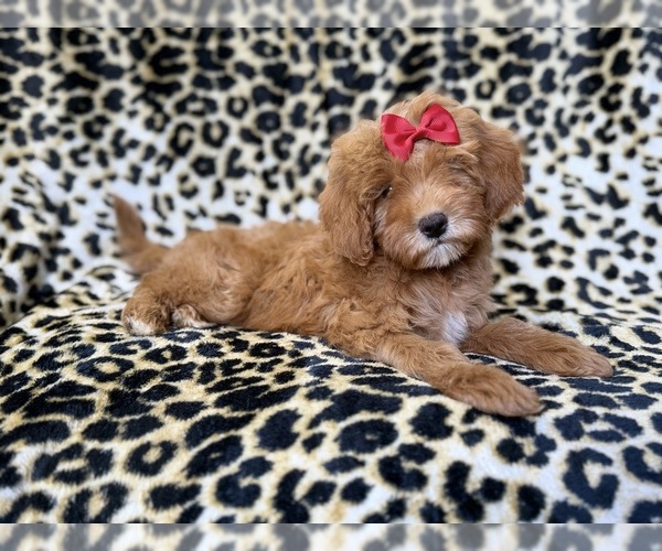 Medium Photo #4 Cavapoo (Miniature) Puppy For Sale in LAKELAND, FL, USA