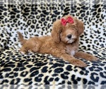 Small #3 Cavapoo (Miniature)