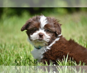 Auss-Tzu Puppy for sale in PALM COAST, FL, USA