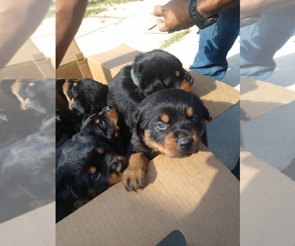 Medium Photo #23 Rottweiler Puppy For Sale in NIPOMO, CA, USA