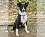 Small #2 Border Collie Mix