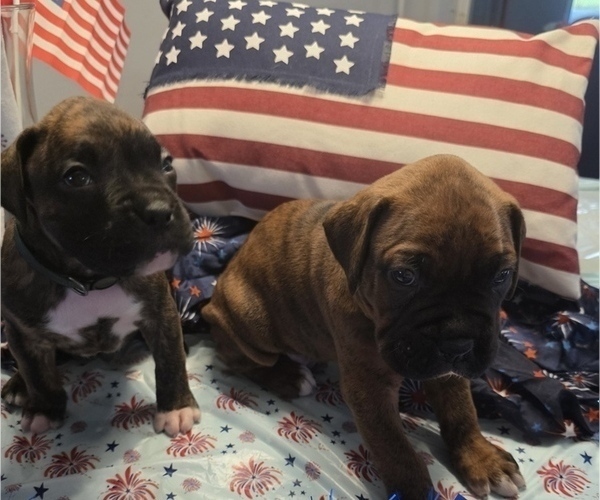 Medium Photo #12 Boxer Puppy For Sale in FORT MYERS, FL, USA