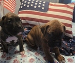 Small #11 Boxer