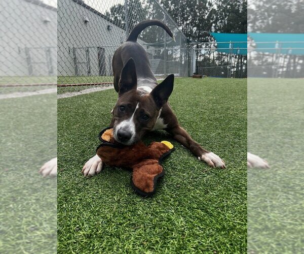 Medium Photo #10 Boxer-Unknown Mix Puppy For Sale in Raleigh, NC, USA