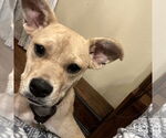 Small #5 Mutt