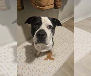 American Bulldog-Unknown Mix Dogs for adoption in Fuquay-Varina, NC, USA