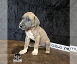 Puppy Puppy 4 Great Dane