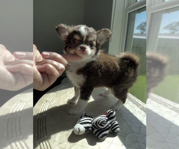 Medium Photo #1 Chihuahua Puppy For Sale in VENICE, FL, USA