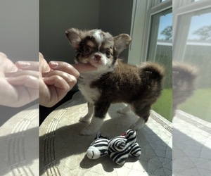 Chihuahua Puppy for sale in VENICE, FL, USA