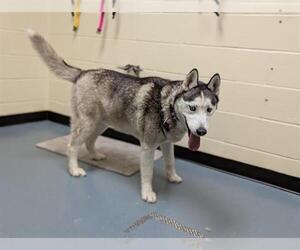 Siberian Husky Dogs for adoption in Denver, CO, USA