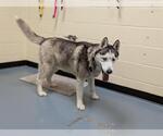 Small Siberian Husky