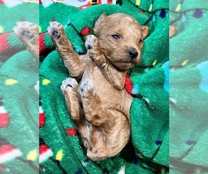 YorkiePoo Puppy for sale in Lexington, NC, USA