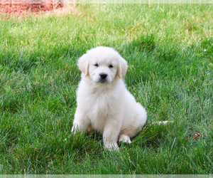 Golden Retriever Puppy for sale in SYRACUSE, IN, USA