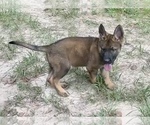 Small #9 German Shepherd Dog