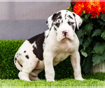 Small Photo #88 Great Dane Puppy For Sale in WAKARUSA, IN, USA