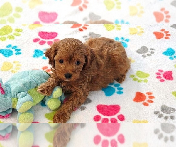 Medium Photo #6 Cavapoo (Miniature)-Poodle (Toy) Mix Puppy For Sale in ORO VALLEY, AZ, USA