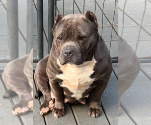 Mother of the American Bully puppies born on 06/21/2025