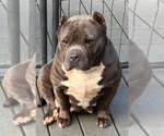 Small Photo #1 American Bully Puppy For Sale in WALLINGFORD, CT, USA