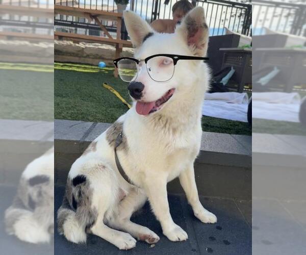 Medium Photo #2 Australian Shepherd Puppy For Sale in Santa Barbara, CA, USA