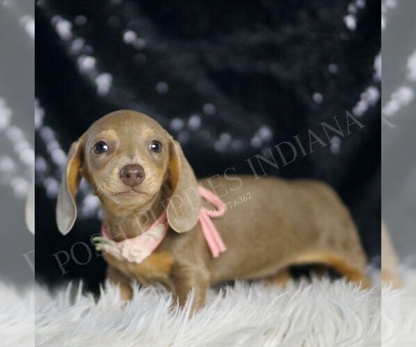 Medium Photo #4 Dachshund Puppy For Sale in WARSAW, IN, USA