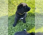 Small Photo #3 Bernedoodle-Golden Retriever Mix Puppy For Sale in BEULAH, MI, USA