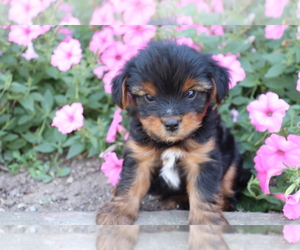 Cavalier King Charles Spaniel-Yorkie Russell Mix Puppy for sale in SHILOH, OH, USA