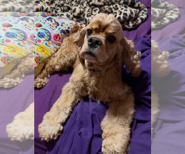 Medium Photo #4 Cocker Spaniel Puppy For Sale in Belleuve, NE, USA